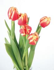 Kptallat a kvetkez&odblac;re: tulipn